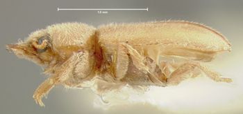 Media type: image;   Entomology 24468 Aspect: habitus lateral view
